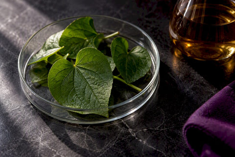 98.7% Hyaluronidase Inhibition: K Beauty Heartleaf Benefits - Lunara Cosmetics